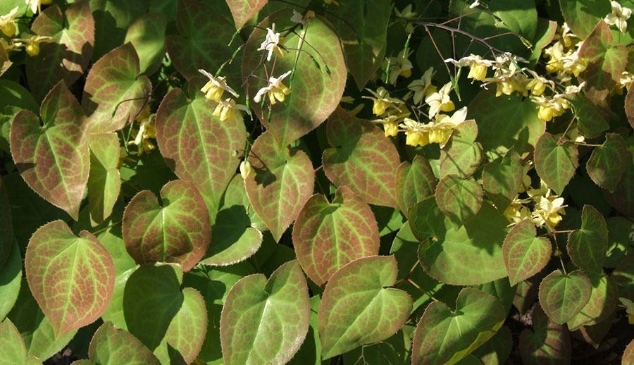Epimedium (Dâm dương hoắc)