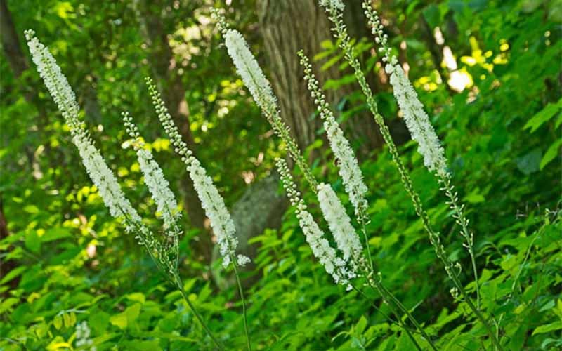 Thành phần của Maxshades - Cimicifuga racemose 